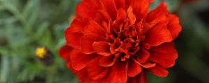 Preview wallpaper red daisy, daisy, flower, macro, petals, nature, blur