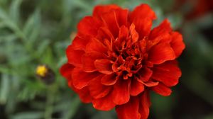 Preview wallpaper red daisy, daisy, flower, macro, petals, nature, blur