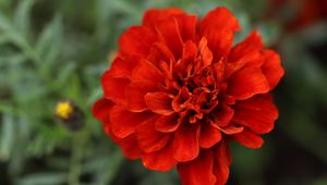 Preview wallpaper red daisy, daisy, flower, macro, petals, nature, blur
