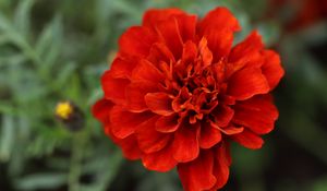 Preview wallpaper red daisy, daisy, flower, macro, petals, nature, blur
