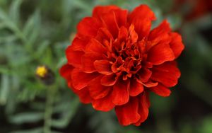 Preview wallpaper red daisy, daisy, flower, macro, petals, nature, blur