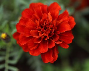 Preview wallpaper red daisy, daisy, flower, macro, petals, nature, blur
