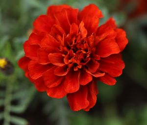 Preview wallpaper red daisy, daisy, flower, macro, petals, nature, blur