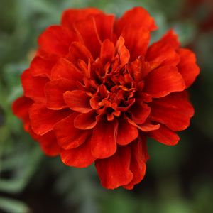 Preview wallpaper red daisy, daisy, flower, macro, petals, nature, blur