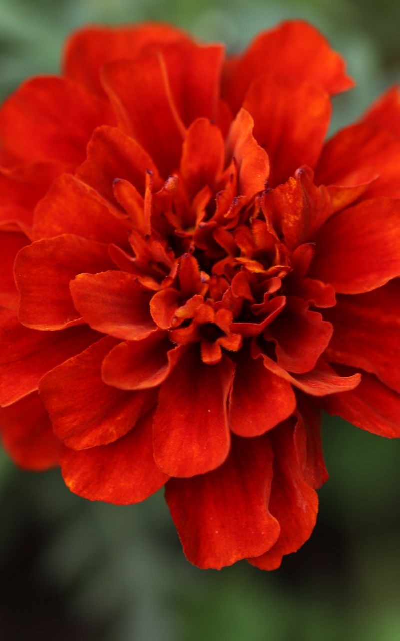 800x1280 Wallpaper red daisy, daisy, flower, macro, petals, nature, blur