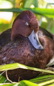 Preview wallpaper red duck, duck, beak, leaves, wildlife