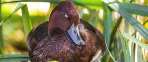 Preview wallpaper red duck, duck, beak, leaves, wildlife