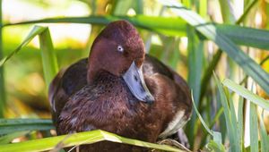 Preview wallpaper red duck, duck, beak, leaves, wildlife