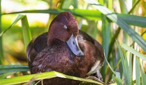 Preview wallpaper red duck, duck, beak, leaves, wildlife