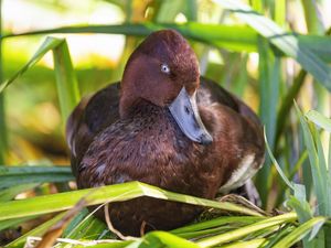 Preview wallpaper red duck, duck, beak, leaves, wildlife