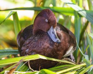 Preview wallpaper red duck, duck, beak, leaves, wildlife