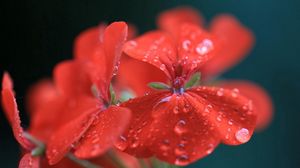 Preview wallpaper red, flower, drops, water, geranium, pelargonium, close-up
