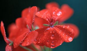 Preview wallpaper red, flower, drops, water, geranium, pelargonium, close-up