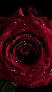 Preview wallpaper red, flowers, macro, rose