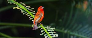 Preview wallpaper red fody, bird, branch