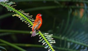 Preview wallpaper red fody, bird, branch