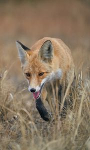 Preview wallpaper red fox, fox, animal, grass