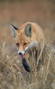 Preview wallpaper red fox, fox, animal, grass