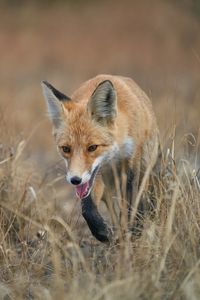 Preview wallpaper red fox, fox, animal, grass