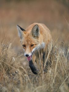 Preview wallpaper red fox, fox, animal, grass