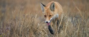 Preview wallpaper red fox, fox, animal, grass