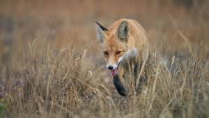 Preview wallpaper red fox, fox, animal, grass