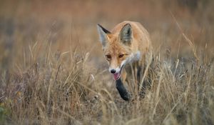 Preview wallpaper red fox, fox, animal, grass