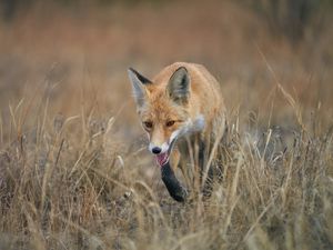 Preview wallpaper red fox, fox, animal, grass