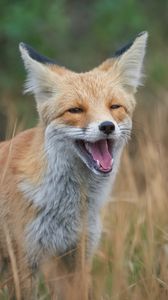 Preview wallpaper red fox, fox, grin, grass, animal, wildlife