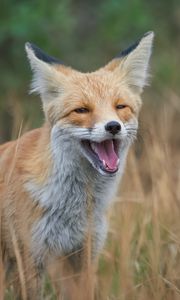 Preview wallpaper red fox, fox, grin, grass, animal, wildlife