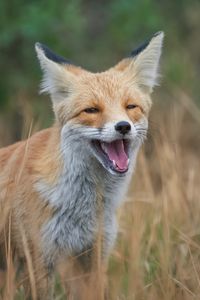 Preview wallpaper red fox, fox, grin, grass, animal, wildlife