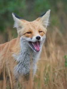 Preview wallpaper red fox, fox, grin, grass, animal, wildlife