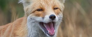 Preview wallpaper red fox, fox, grin, grass, animal, wildlife