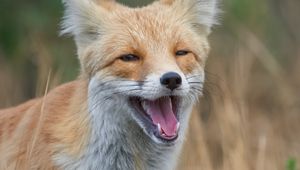 Preview wallpaper red fox, fox, grin, grass, animal, wildlife