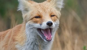 Preview wallpaper red fox, fox, grin, grass, animal, wildlife