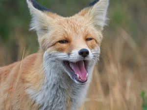 Preview wallpaper red fox, fox, grin, grass, animal, wildlife