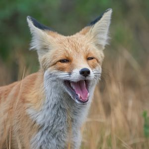 Preview wallpaper red fox, fox, grin, grass, animal, wildlife