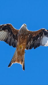 Preview wallpaper red kite, bird, flight, sky