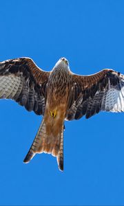 Preview wallpaper red kite, bird, flight, sky