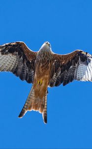 Preview wallpaper red kite, bird, flight, sky