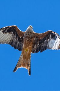 Preview wallpaper red kite, bird, flight, sky