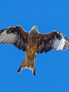 Preview wallpaper red kite, bird, flight, sky