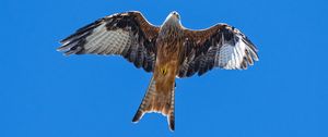 Preview wallpaper red kite, bird, flight, sky