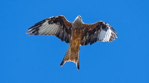 Preview wallpaper red kite, bird, flight, sky