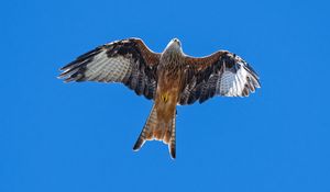 Preview wallpaper red kite, bird, flight, sky