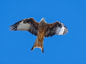 Preview wallpaper red kite, bird, flight, sky