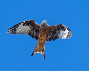 Preview wallpaper red kite, bird, flight, sky