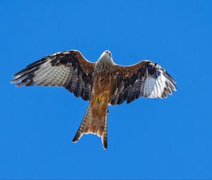 Preview wallpaper red kite, bird, flight, sky