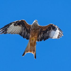 Preview wallpaper red kite, bird, flight, sky