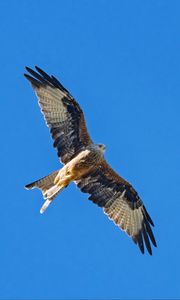 Preview wallpaper red kite, bird, flight, sky, wildlife